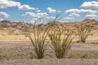USA, California, Chocolate Mountains. Blooming ocotillo cactus and mountain. Art Print